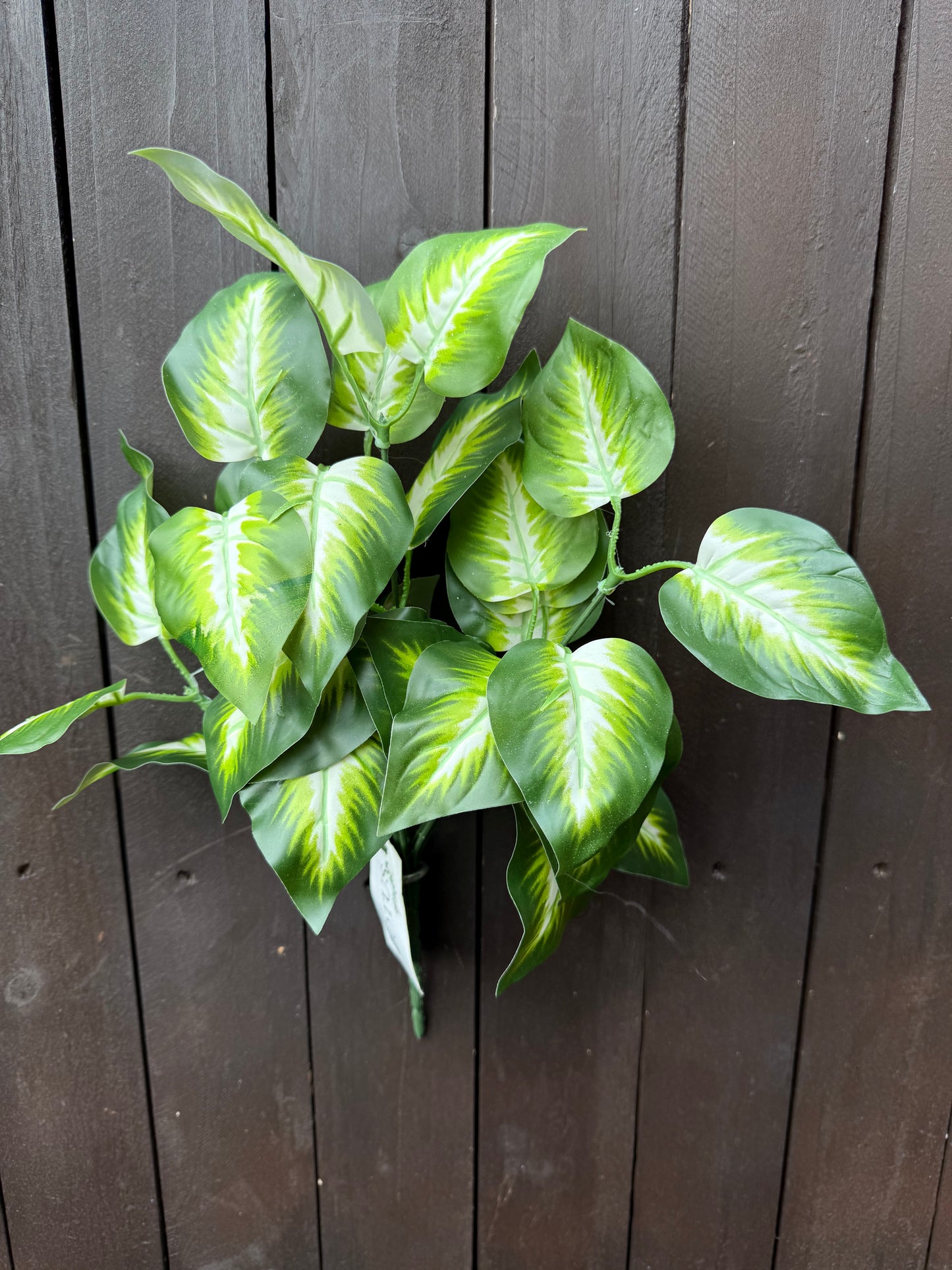 MEDIUM VEINED HOSTA LEAF BUNCH WHITE / GREEN