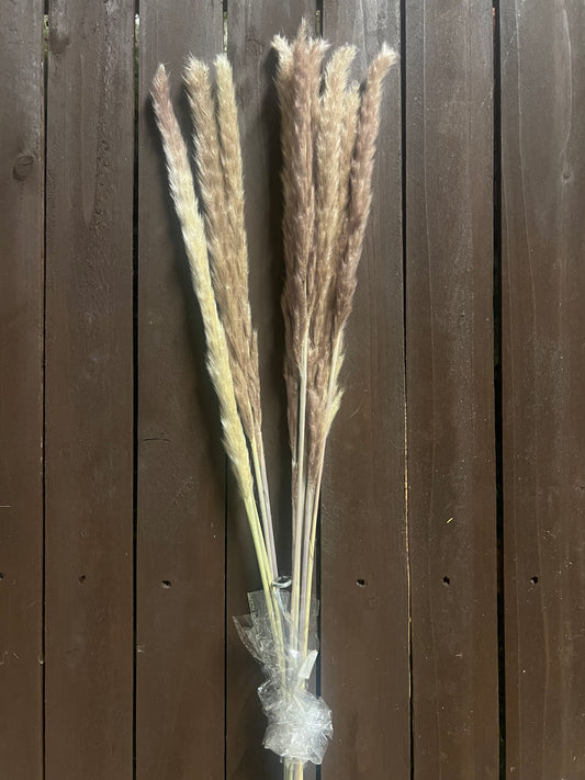 DRIED PAMPAS GRASS NATURAL