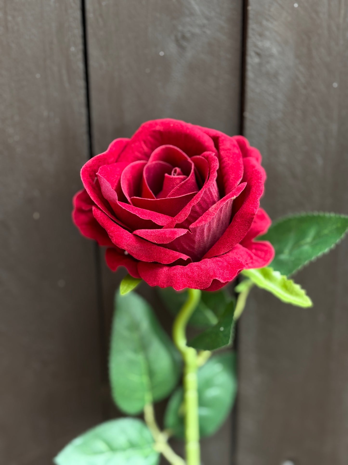 SINGLE VELVET ROSE BURGUNDY
