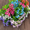 PANSY