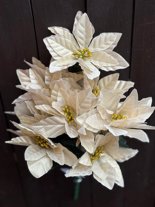 POINSETTIA BUSH CHAMPAGNE (12 HEADS)