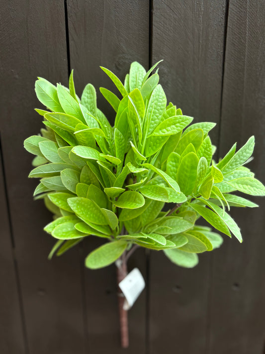32CM BAY LEAF BUNCH LIGHT GREEN