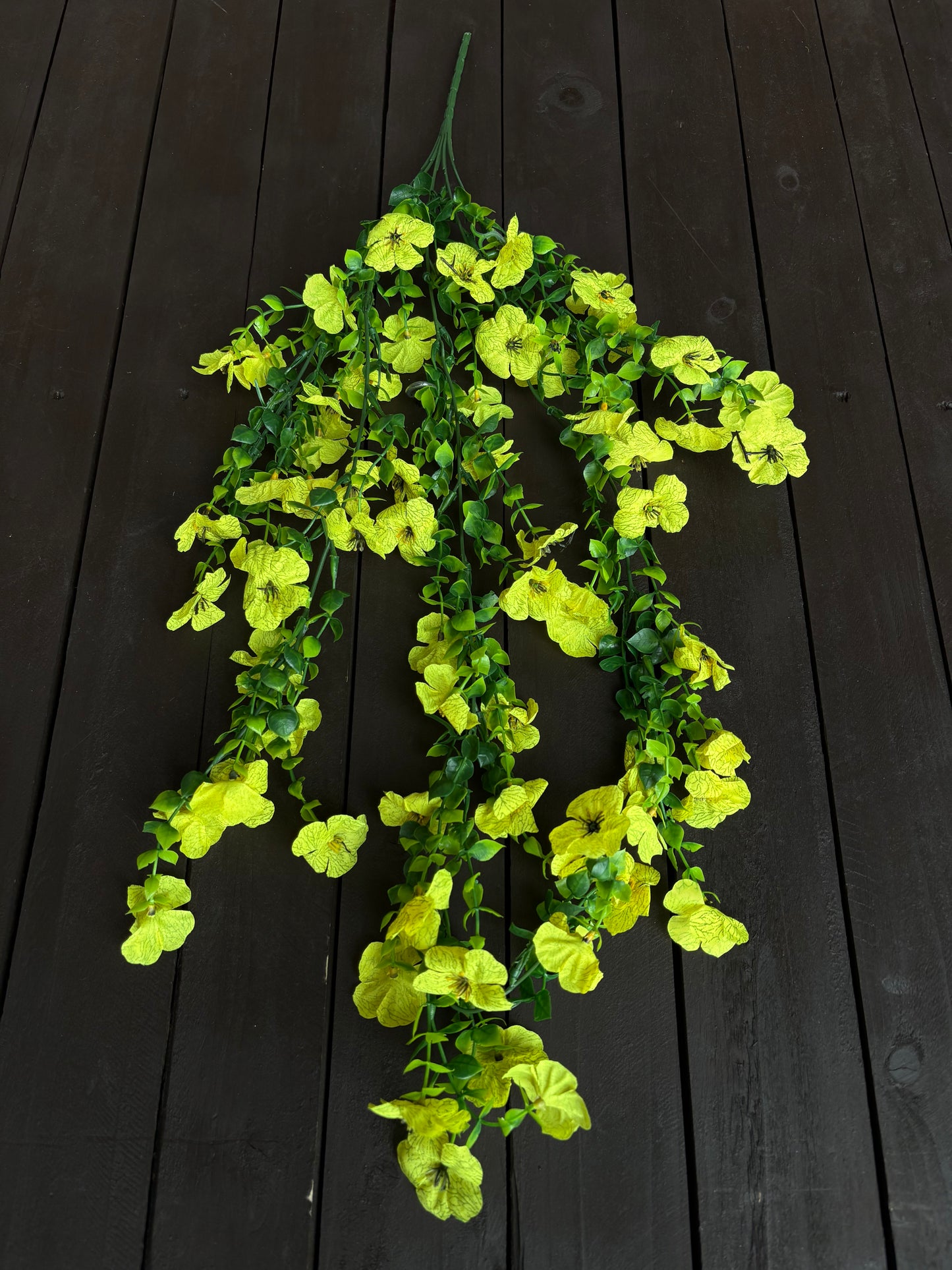 TRAILING PRETTY PANSY YELLOW