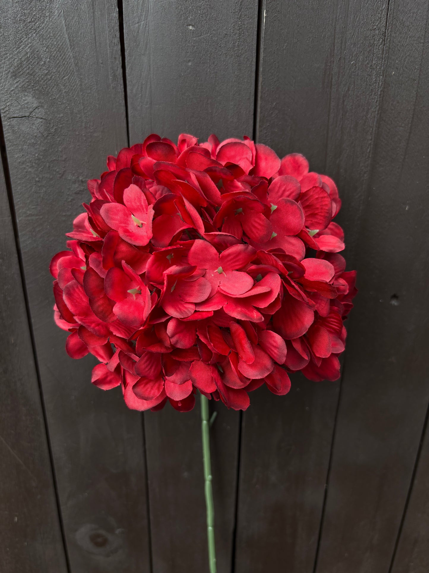 LARGE SINGLE HYDRANGEA STEM RED