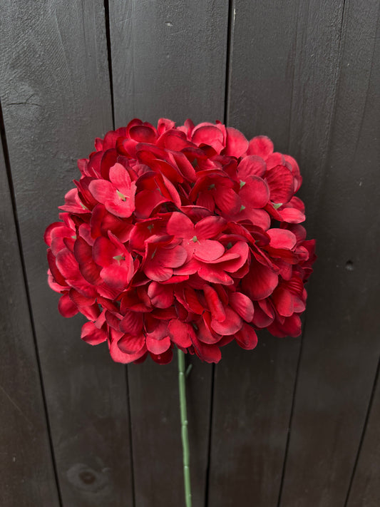 LARGE SINGLE HYDRANGEA STEM RED