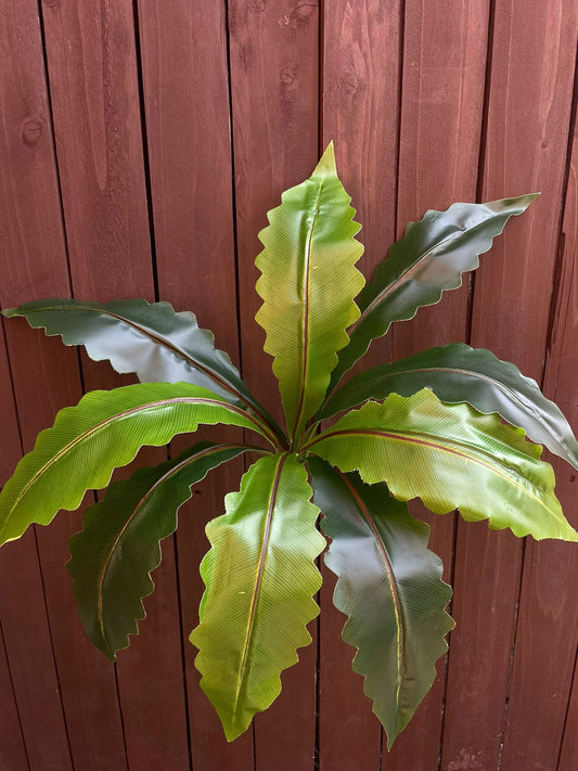 GIANT PLANTER LEAF RAZOR