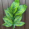 LEAVES