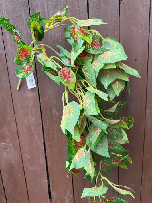 60cm COLEUS TRAIL GREEN/RED