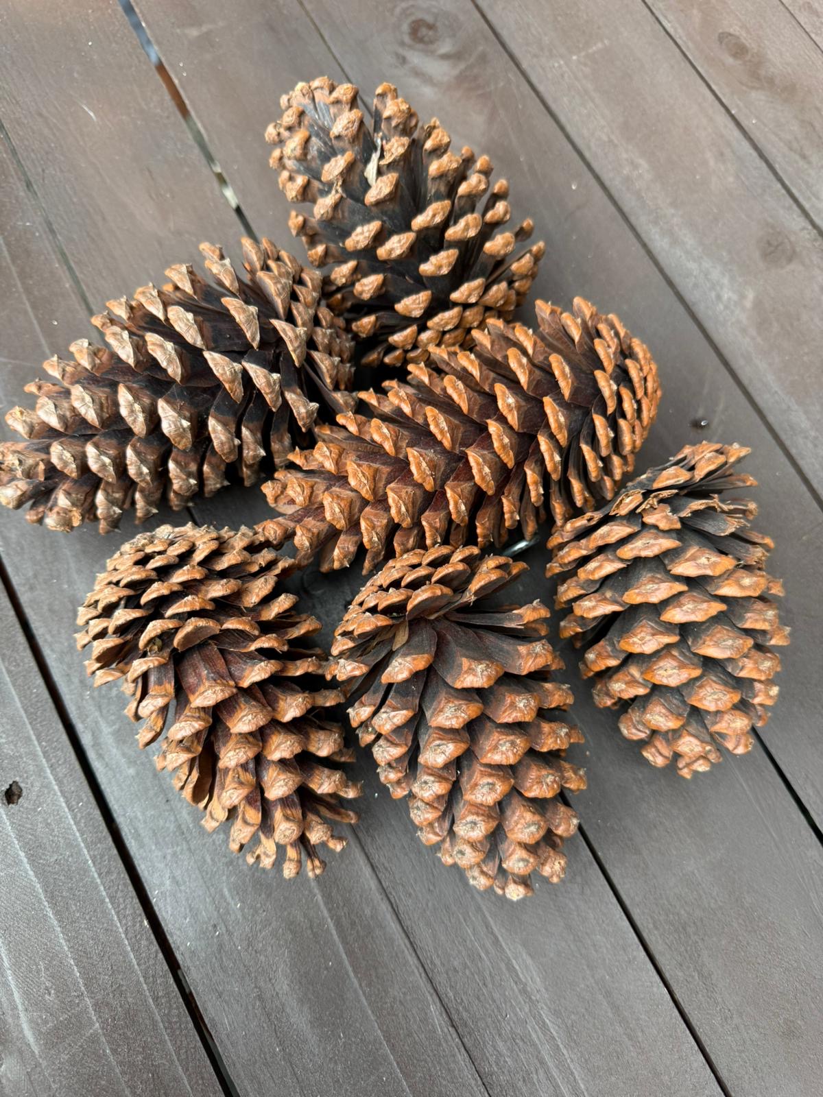 EXTRA LARGE PINE CONES x6pcs