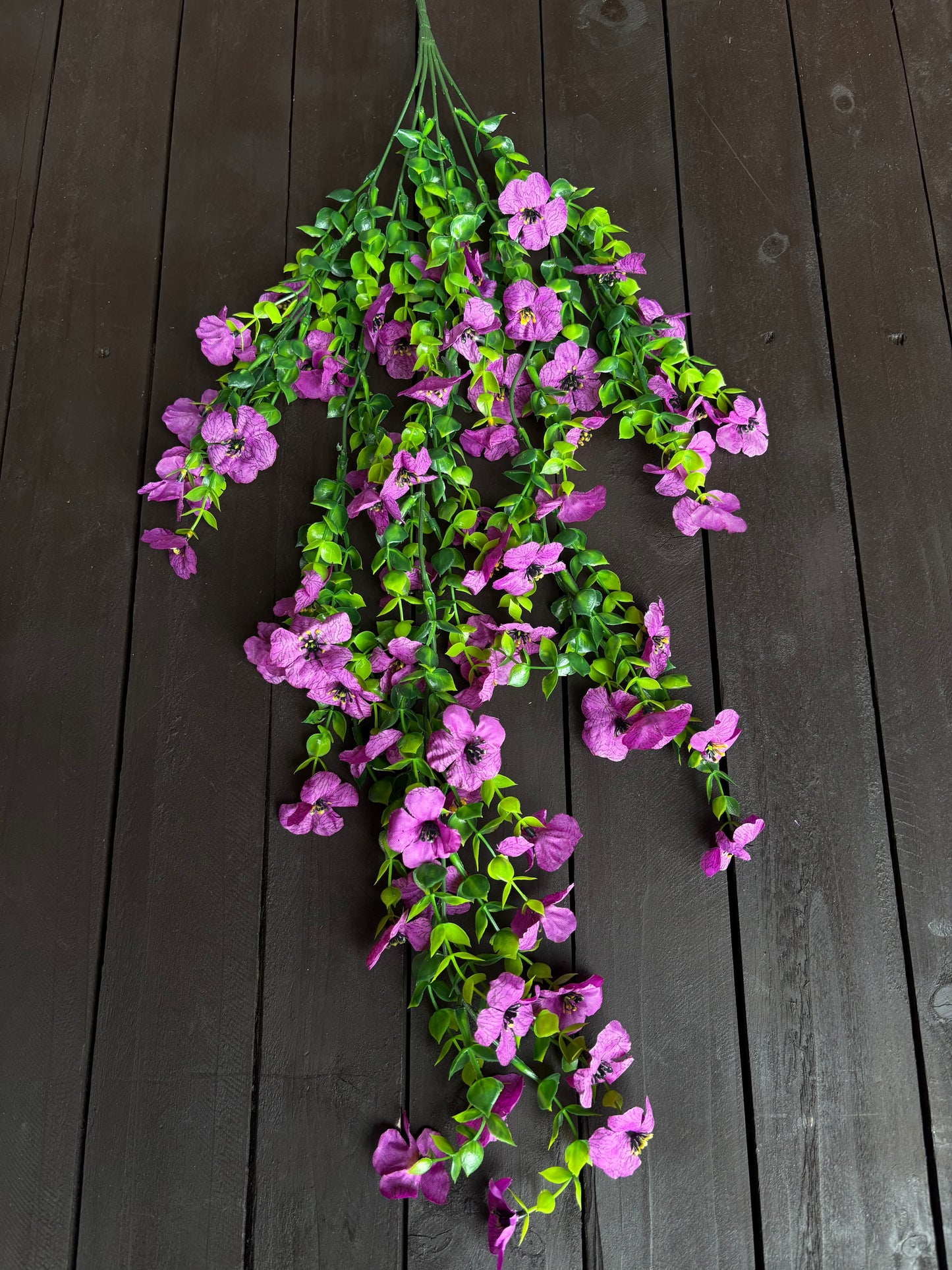 TRAILING PRETTY PANSY MAGENTA