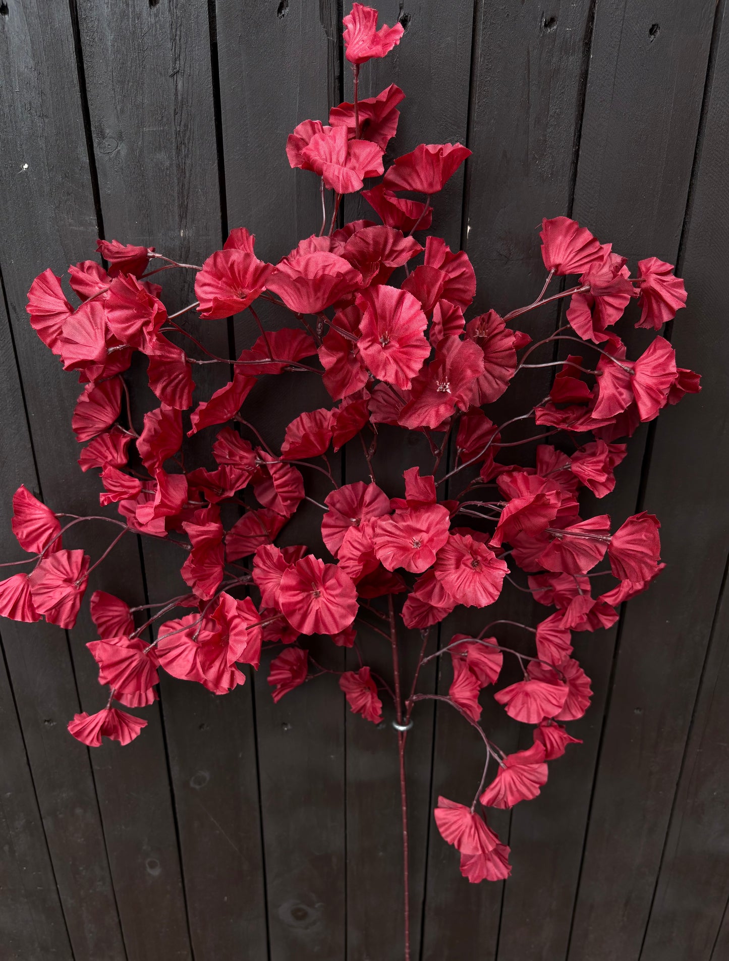 MORNING GLORY BRANCH RED