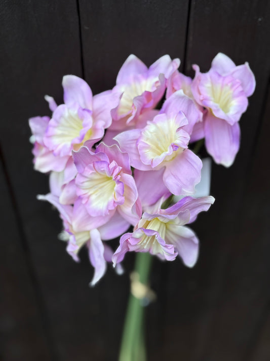RUFFLED DAFFODIL STEMS LILAC