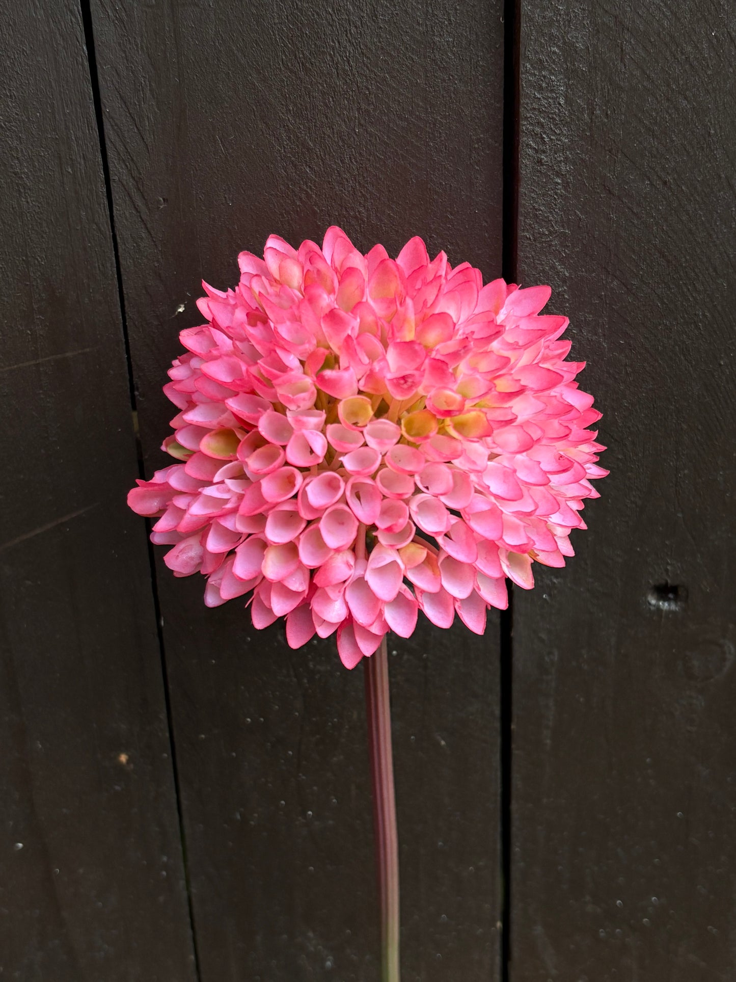 LONG STEM SPIKY ALLIUM PINK