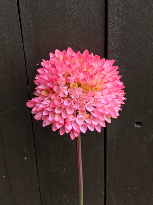 LONG STEM SPIKY ALLIUM PINK