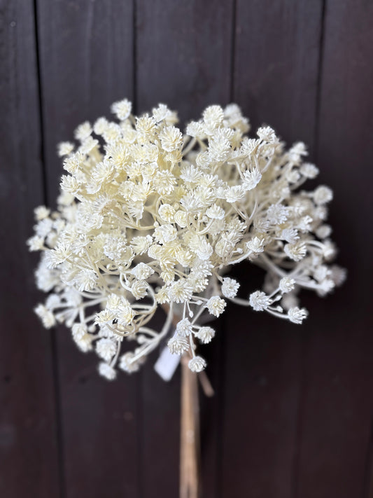 DRIED LOOK GYP BUNCH CREAM