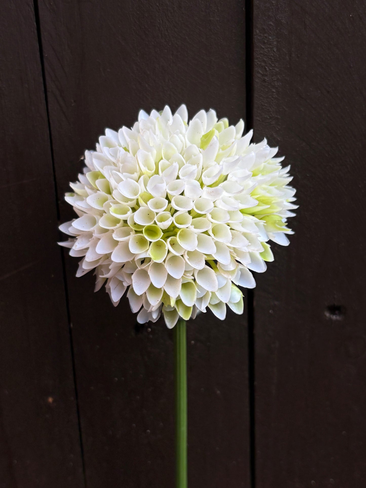 LONG STEM SPIKY ALLIUM WHITE
