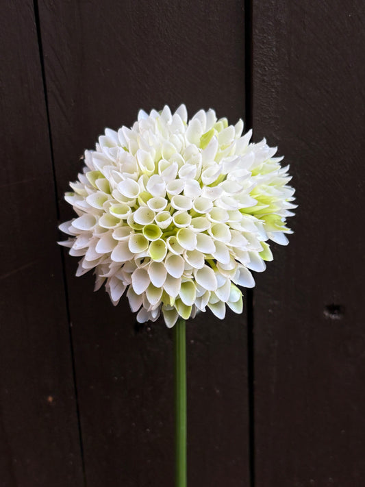 LONG STEM SPIKY ALLIUM WHITE