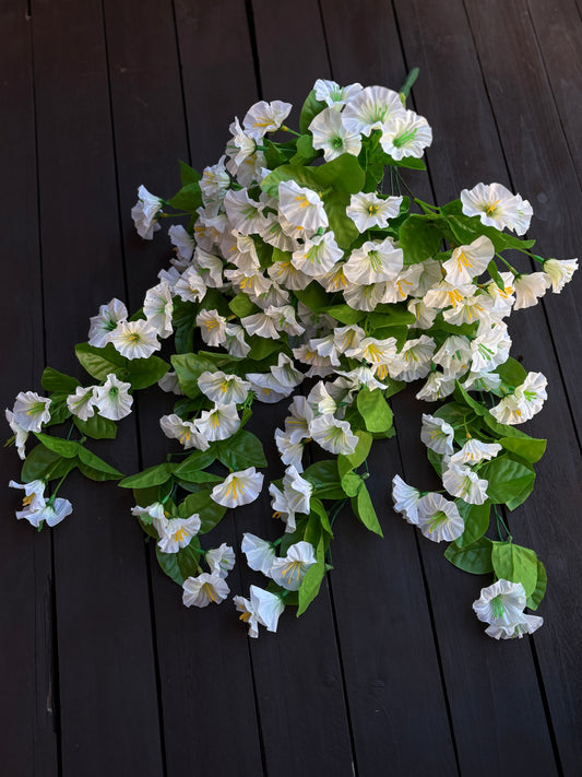 TRAILING MORNING GLORY IVORY