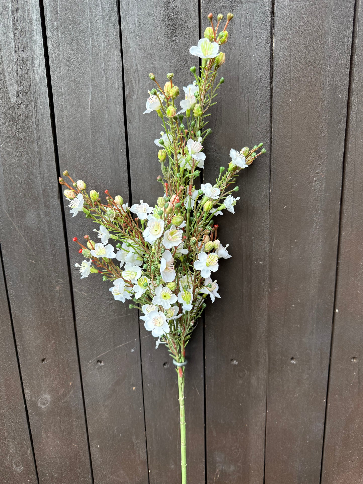 62CM WAXFLOWER CHAMELAUCIUM SPRAY CREAM