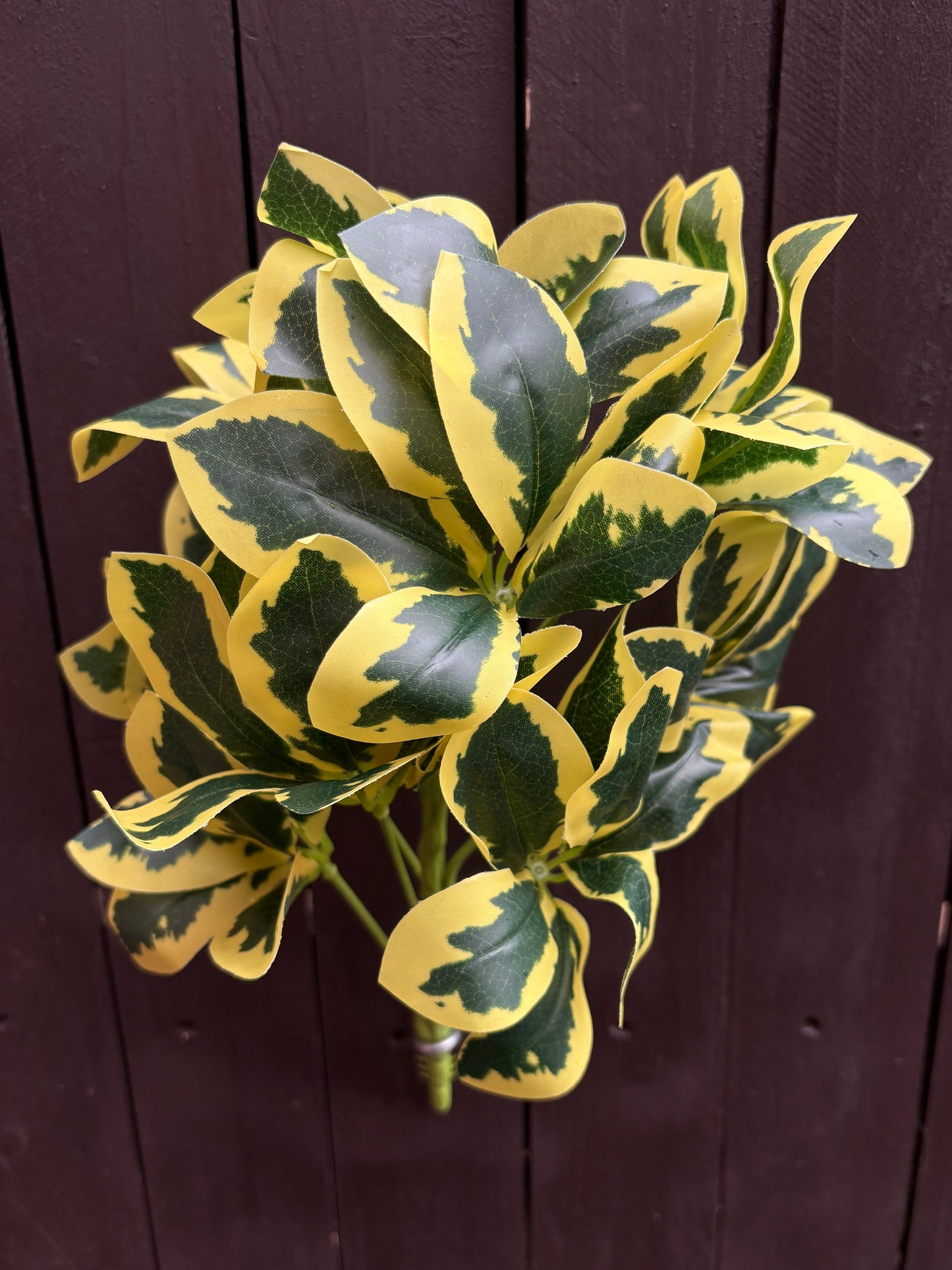 35cm MEDIUM EUONYMUS BUSH VARIEGATED YELLOW