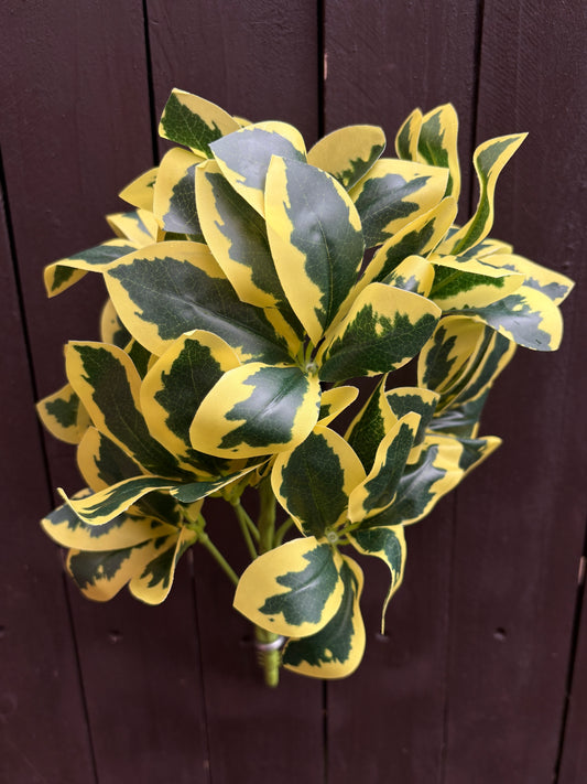 35cm MEDIUM EUONYMUS BUSH VARIEGATED YELLOW