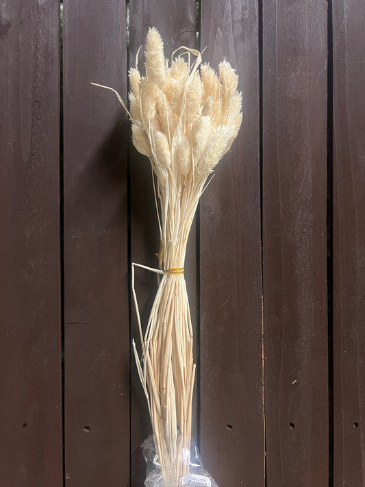 DRIED PHALARIS IVORY/WHITE