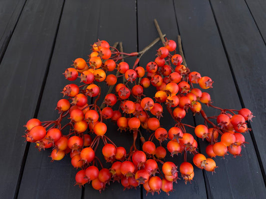 PACK 12 20cm GLOSSY ROSEHIP ORANGE
