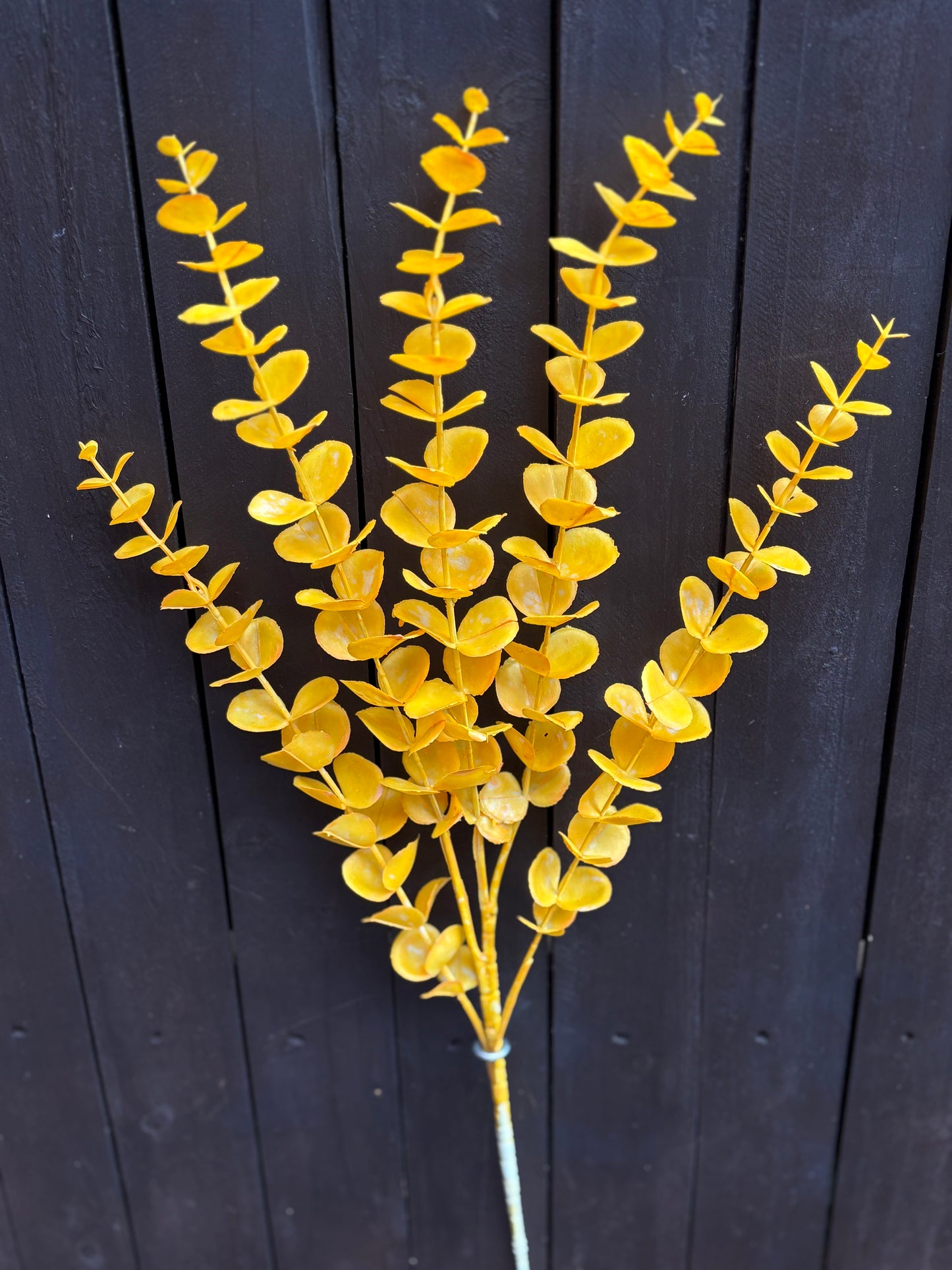 LONG STEM EUCALYPTUS ORANGE