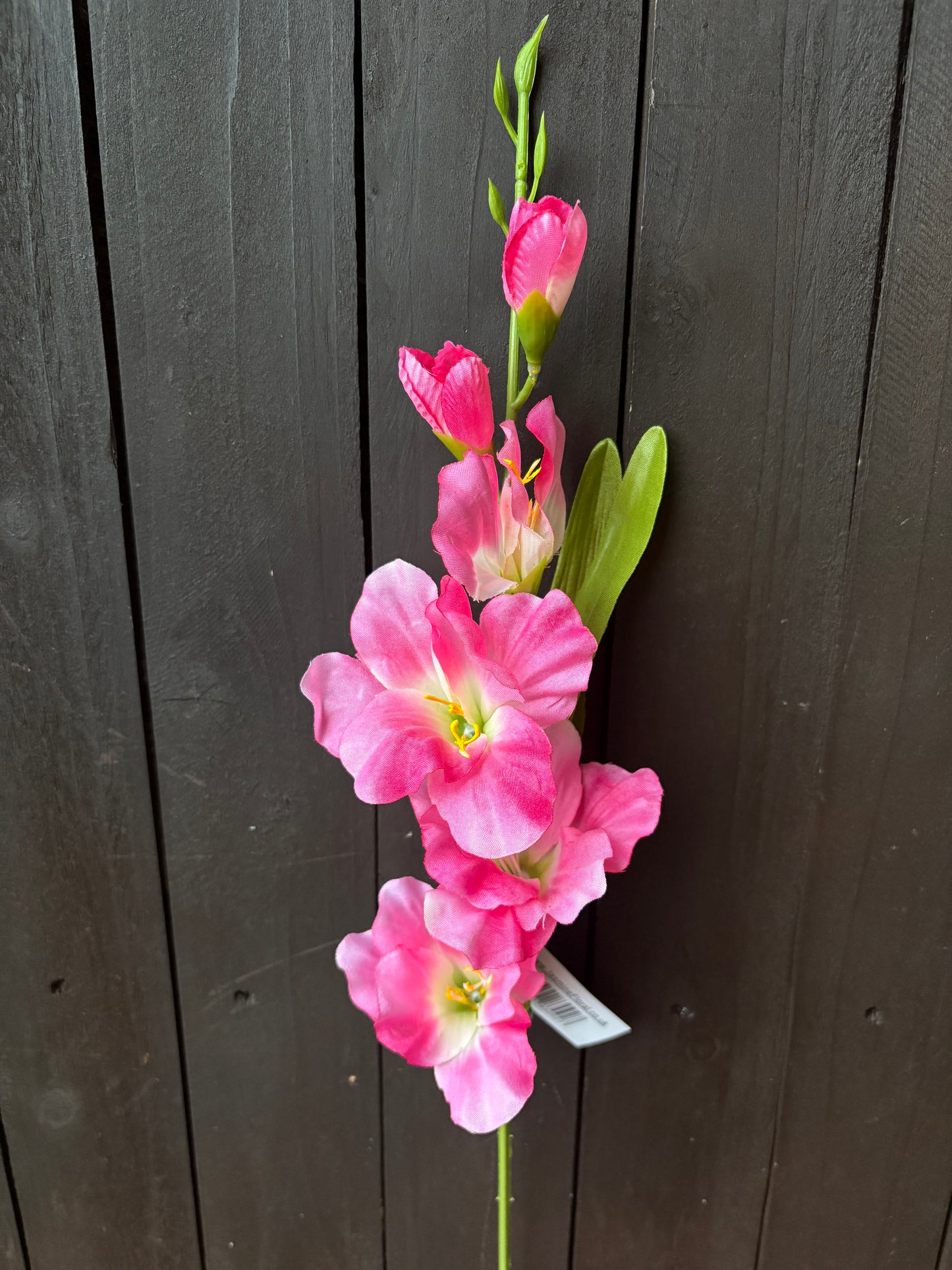 60cm GLADIOLUS SPRAY PINK