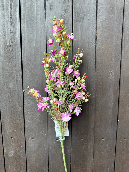 62CM WAXFLOWER CHAMELAUCIUM SPRAY PURPLE