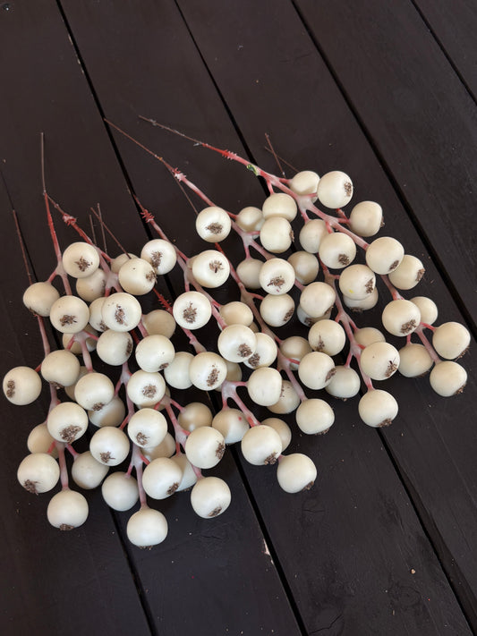 PACK 12 17cm ROSEHIP PICK IVORY