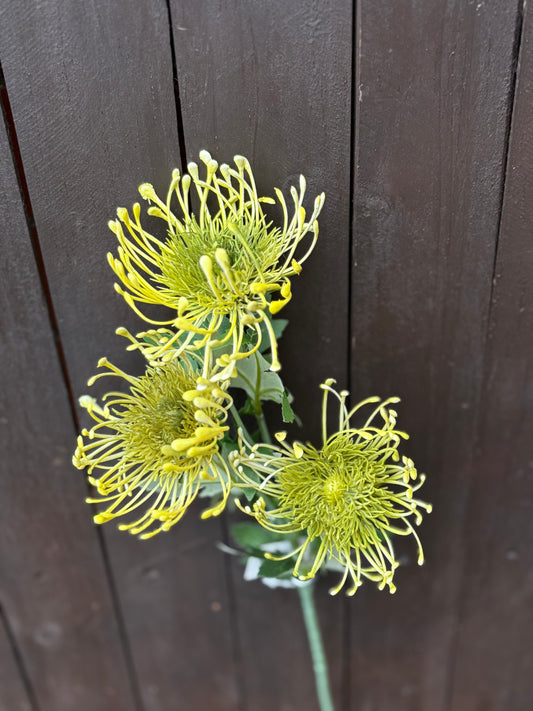 PROTEA SPRAY GREEN