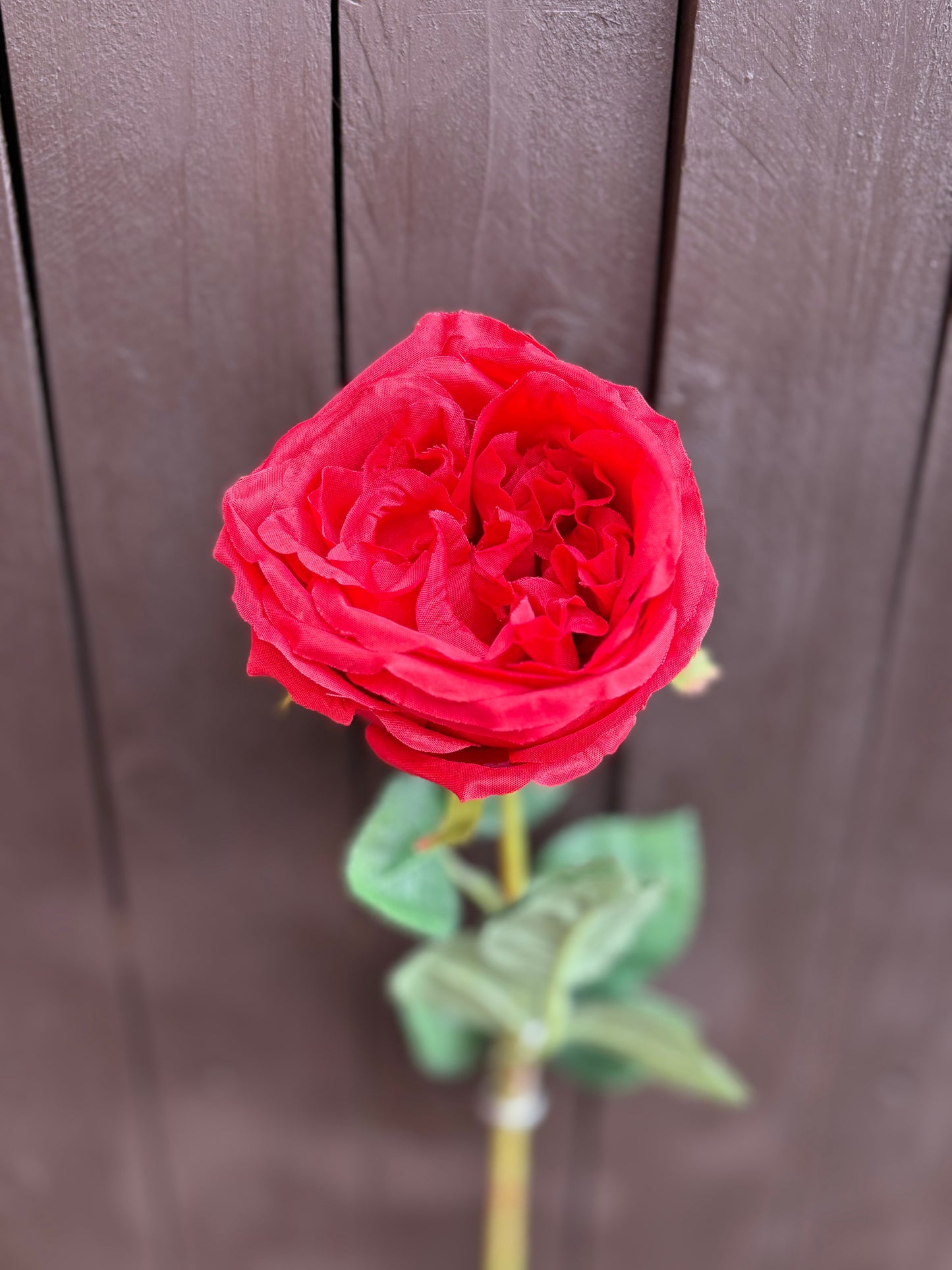 61cm SINGLE CABBAGE OPEN ROSE RED