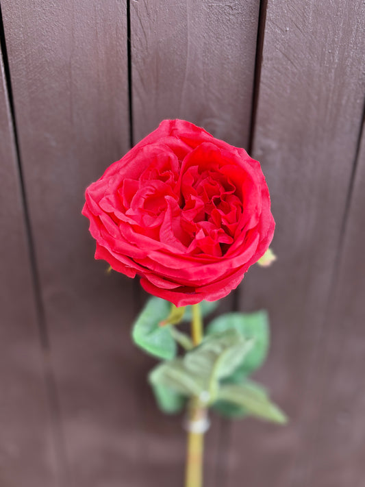 61cm SINGLE CABBAGE OPEN ROSE RED