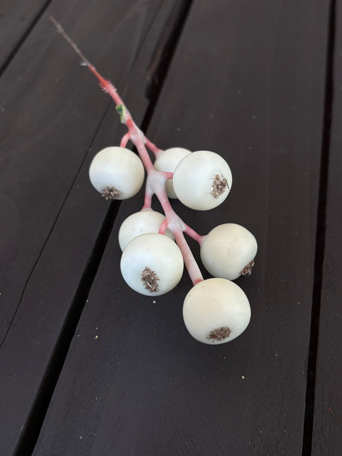 PACK 12 17cm ROSEHIP PICK IVORY