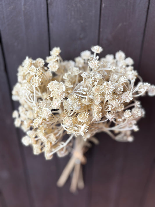 DRIED LOOK GYP BUNCH NATURAL