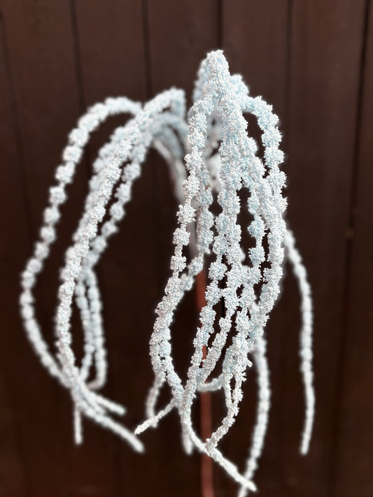 SEEDED AMARANTHUS BABY BLUE