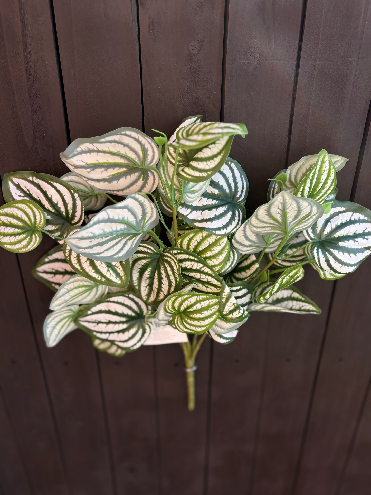 LARGE WATERMELON PEPEROMIA BUNCH