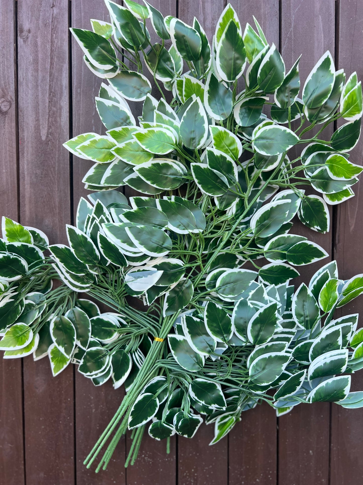 FISCUS LEAF PK12 VARIEGATED
