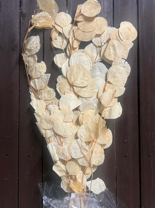 65cm DRIED BLEACHED EUCALYPTUS