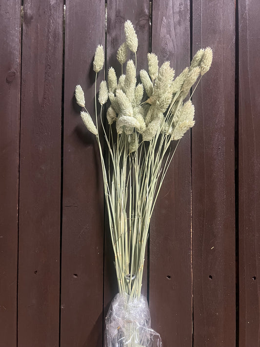 DRIED PHALARIS NATURAL