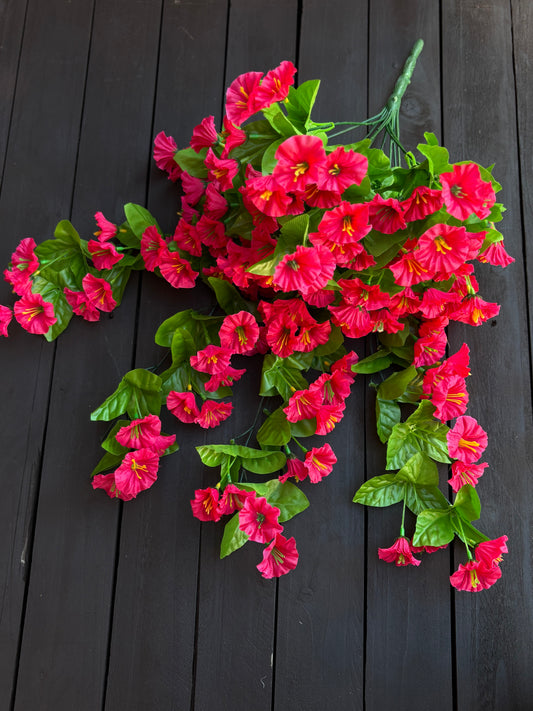 TRAILING MORNING GLORY FUSCHIA