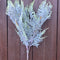 FERN