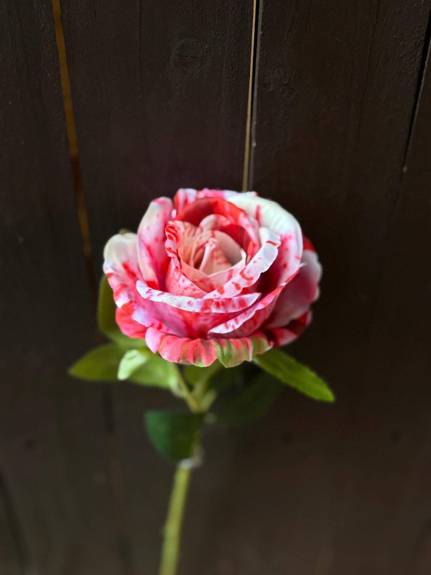 SINGLE RASPBERRY RIPPLE ROSE