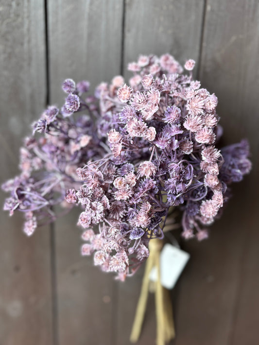 DRIED LOOK GYP BUNCH PURPLE