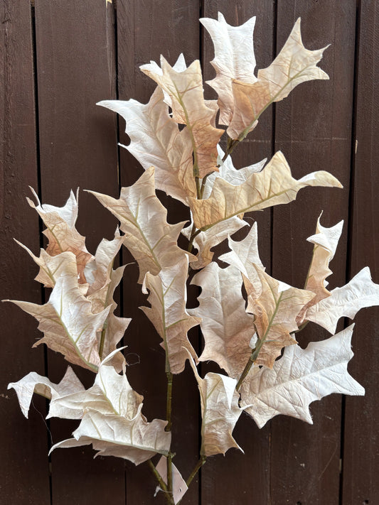 DRIED TOUCH LEAF BRANCH OYSTER