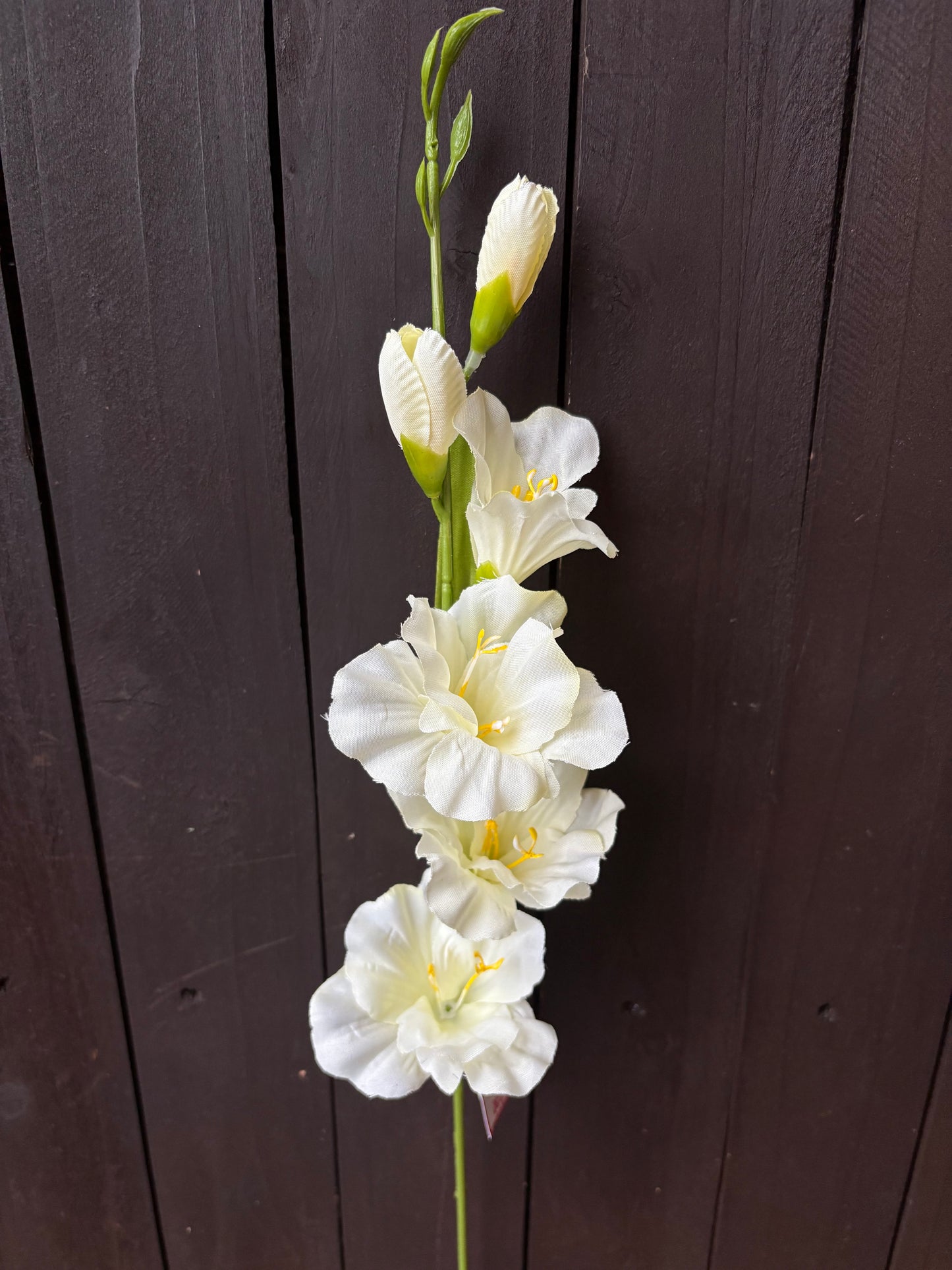 60cm GLADIOLUS SPRAY IVORY
