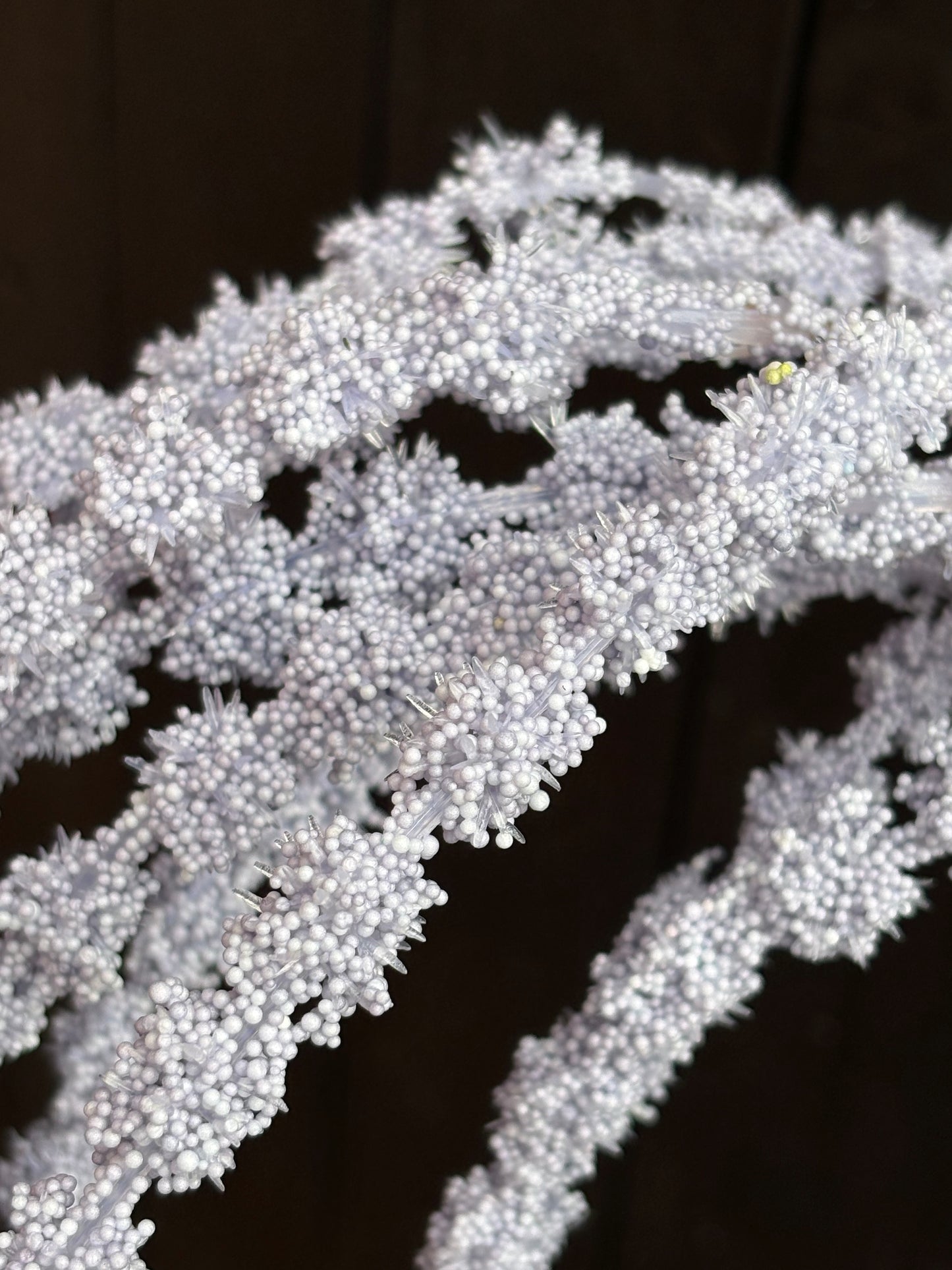 SEEDED AMARANTHUS LILAC