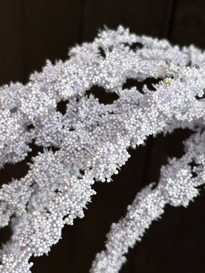 SEEDED AMARANTHUS LILAC