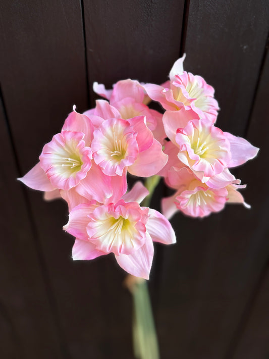RUFFLED DAFFODIL BUNCH PINK